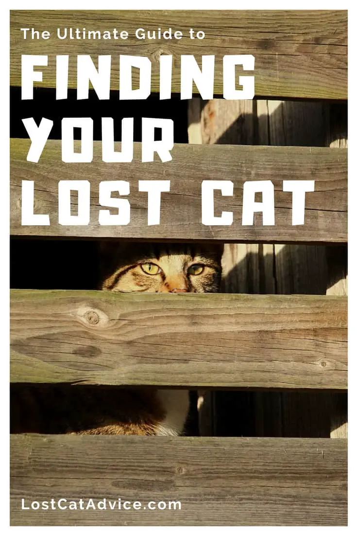 How to find a lost indoor cat