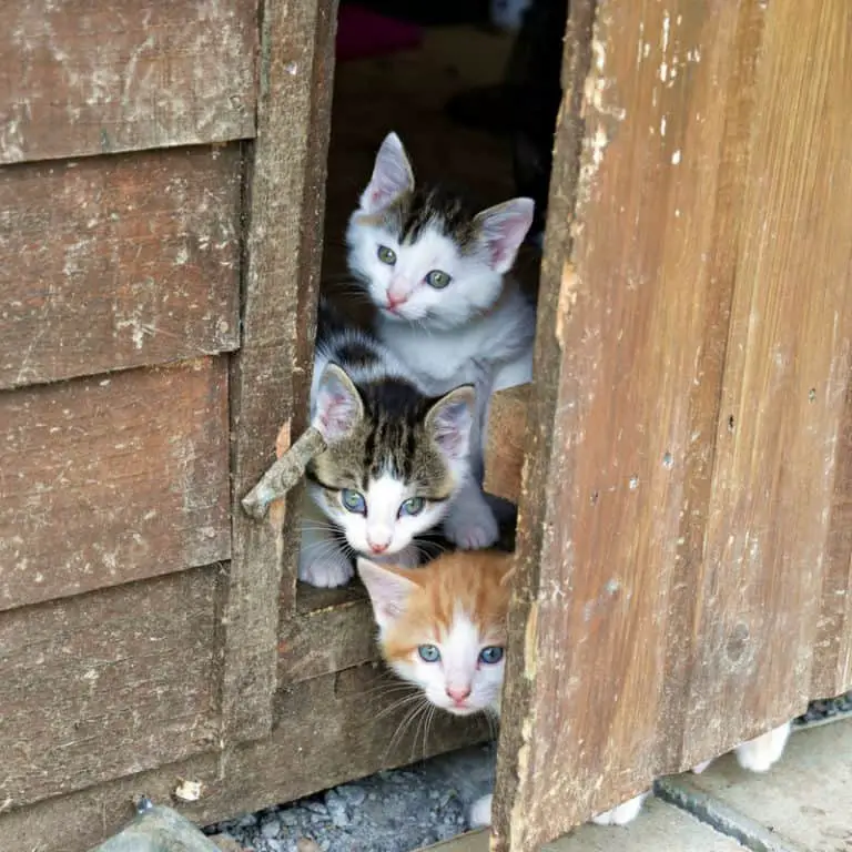 How to Find a Lost Indoor Cat The Ultimate Guide Cat About The House