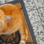 Cat Meow Meanings - A cat meows by his food bowl