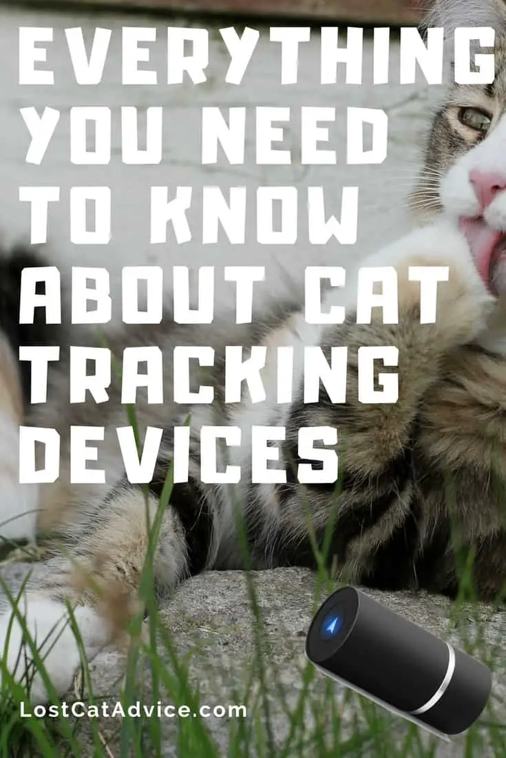 Everything you need to know best cat tracking devices