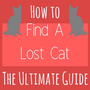 How to Find a Lost Cat