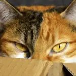 Moving house with a cat - a calico cat pokes her head out of a box
