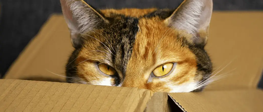 Moving house with a cat - a calico cat pokes her head out of a box