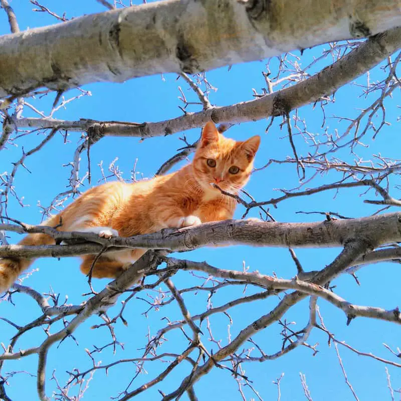 ginger cat in tree