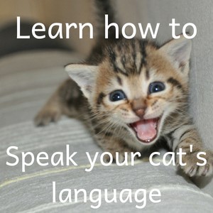 Learn how to speak cat