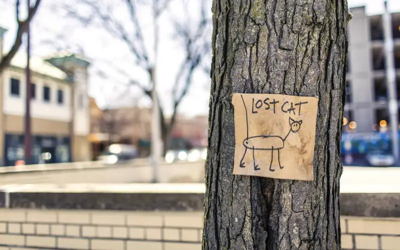 Lost cat sign on tree