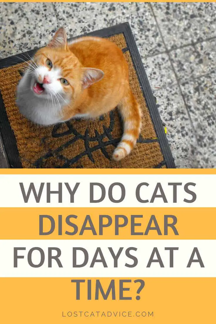 Why do cats disappear for days?