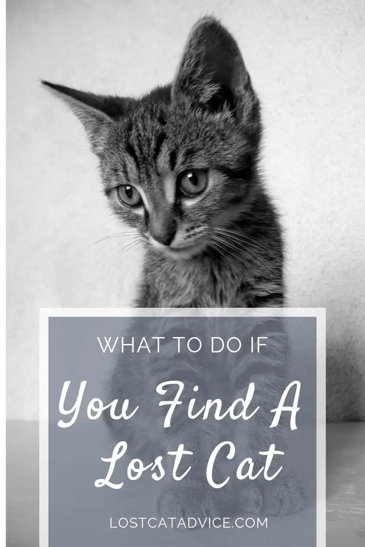 What to do if you find a lost cat