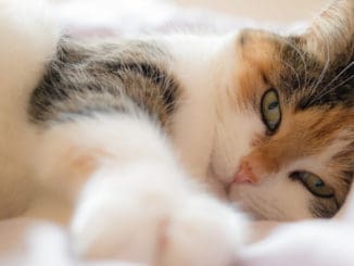 Tips for new cat owners