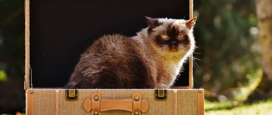 What to do with your cat when you travel
