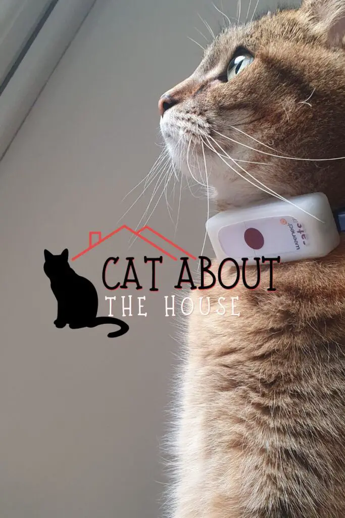 Cat wearing Weenect GPS Cat tracker on her collar - Cat About The House dot com