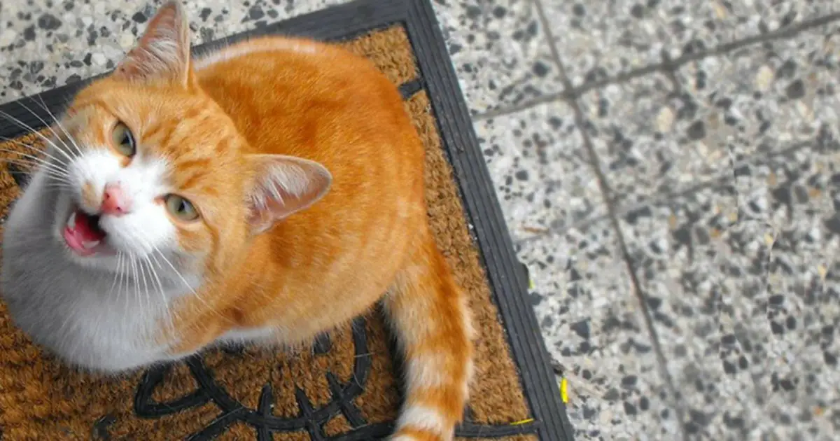 Cat Meow Meanings The Meaning of your Cat's Meow Cat About The House