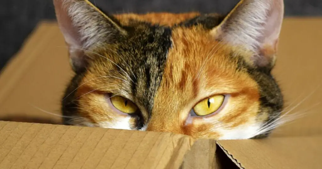 Moving House with a Cat - The Complete Guide - Cat About The House