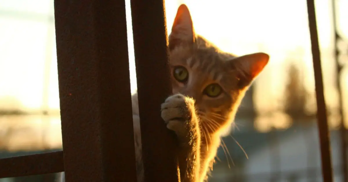 Why do Cats Disappear for Days at a Time? Cat About The House