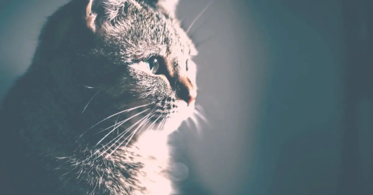 What to do if you Find a Lost Cat Cat About The House