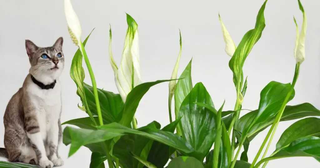 are peace lilies dangerous for cats