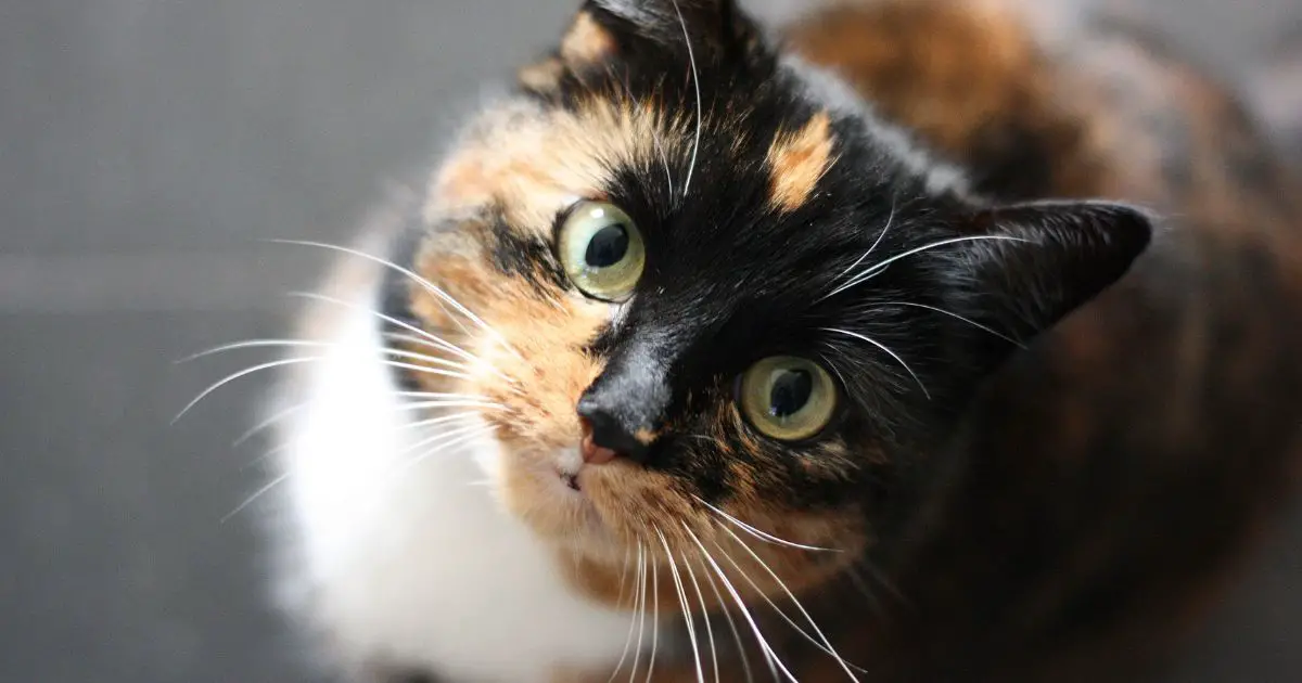 Why Is My Cat Being So Clingy? Cat About The House