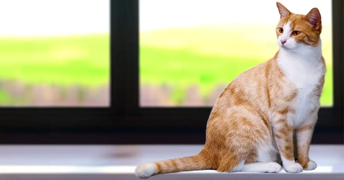 Best Window Guards for Cats Cat About The House