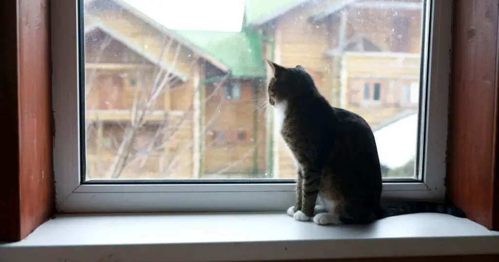Can Cats Open Windows?