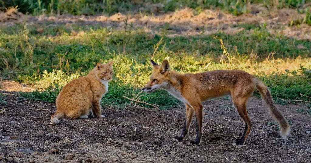Do foxes eat cats?