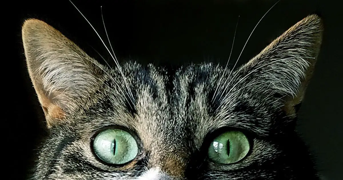 Why Are Cats More Active At Night? Cat About The House