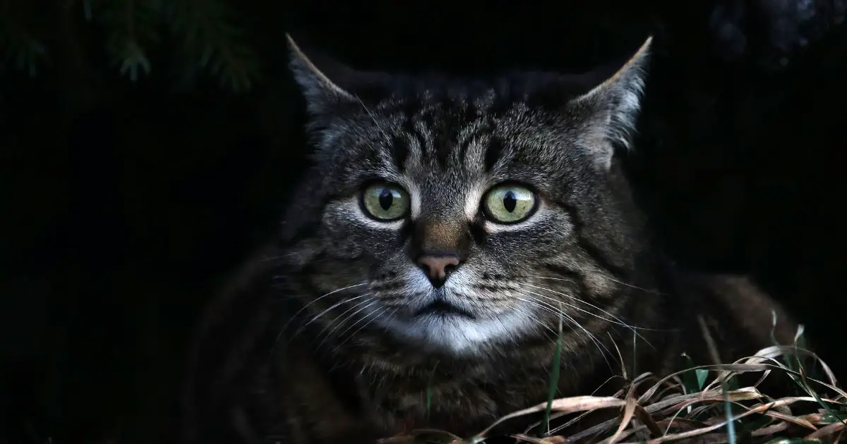 Why Are Cats More Active At Night? Cat About The House